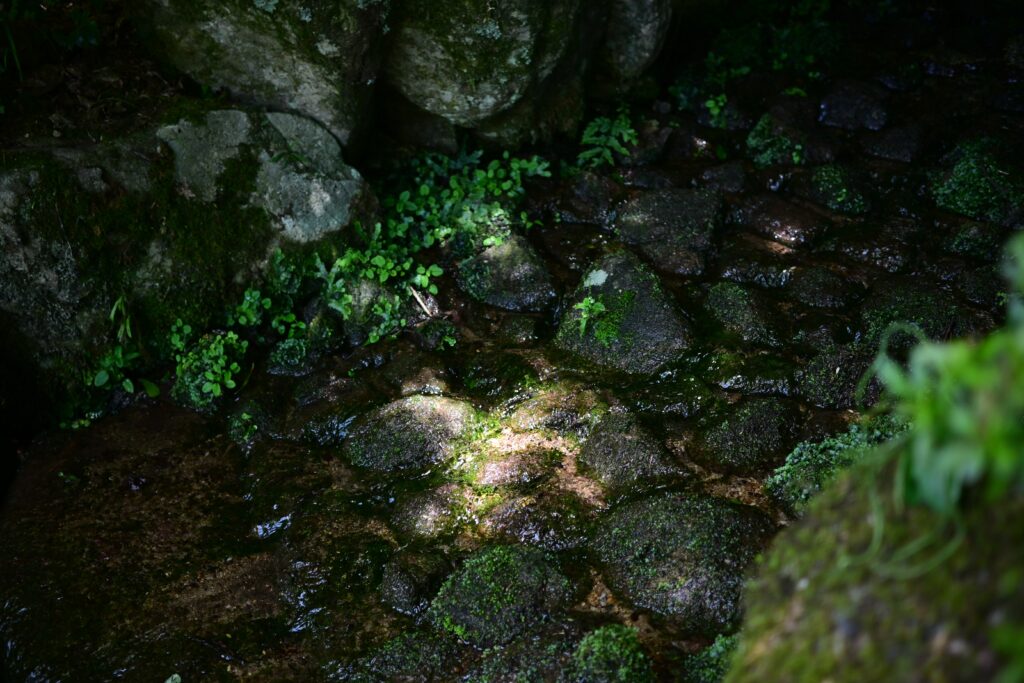 百済寺の苔むした岩と水の写真／自顕の匣【滴】