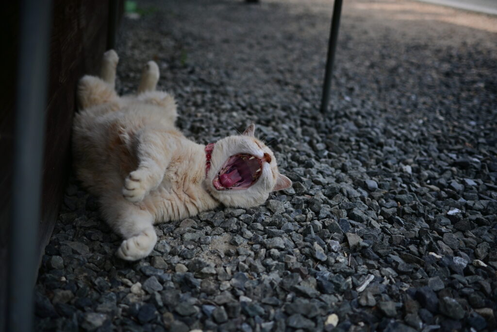 百済寺の猫の写真／自顕の匣【素】