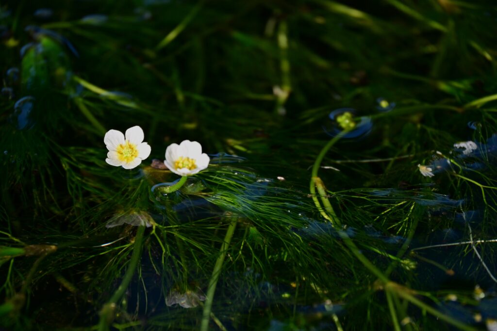醒井宿地蔵川の梅花藻の写真／自顕の匣【佇】